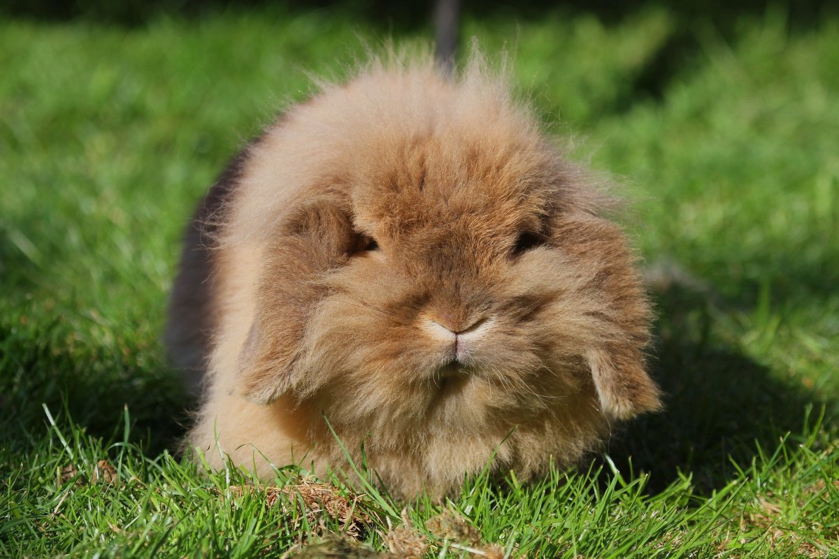 Пушистый кролик