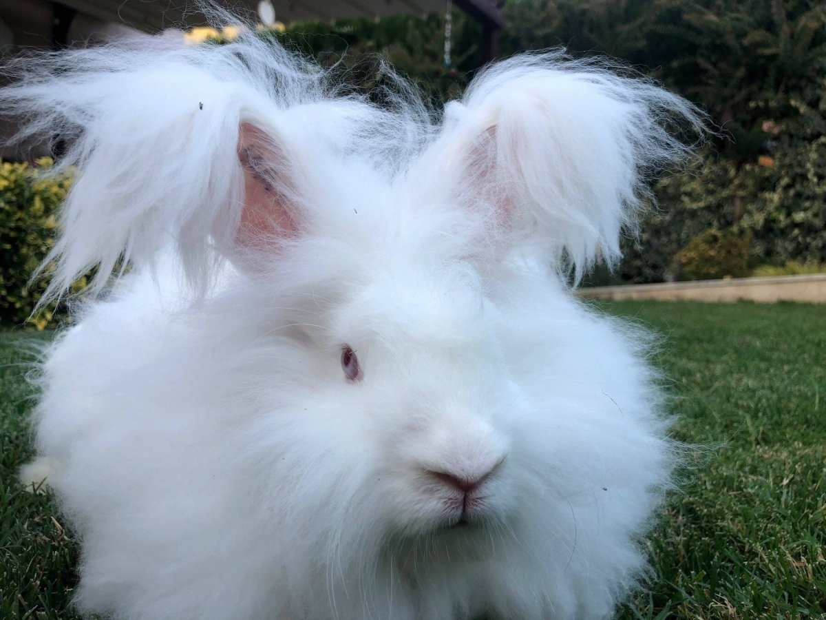Гигантский ангорский кролик
