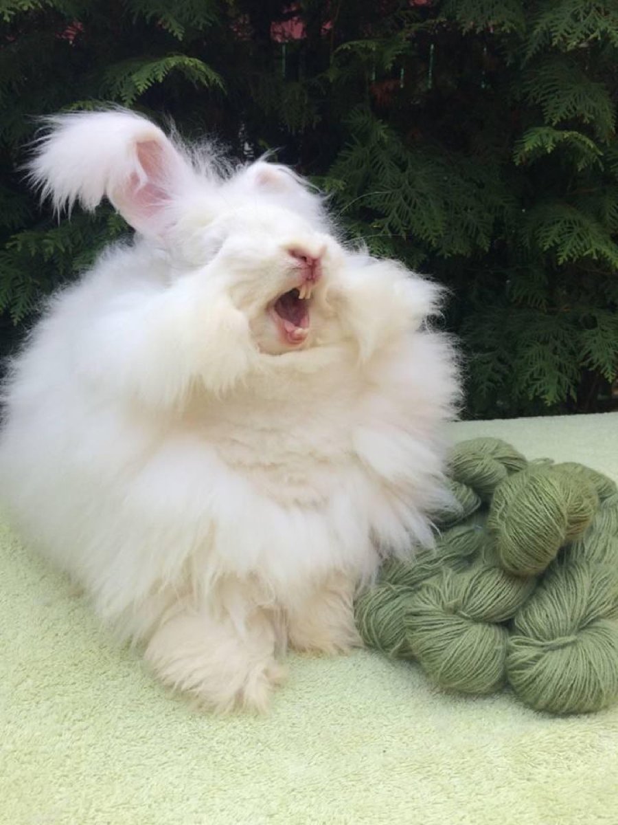 Ангорская порода кроликов