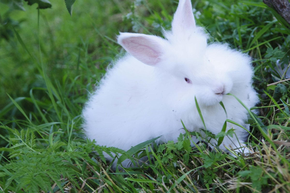 Ангорский кролик белый с голубыми глазами