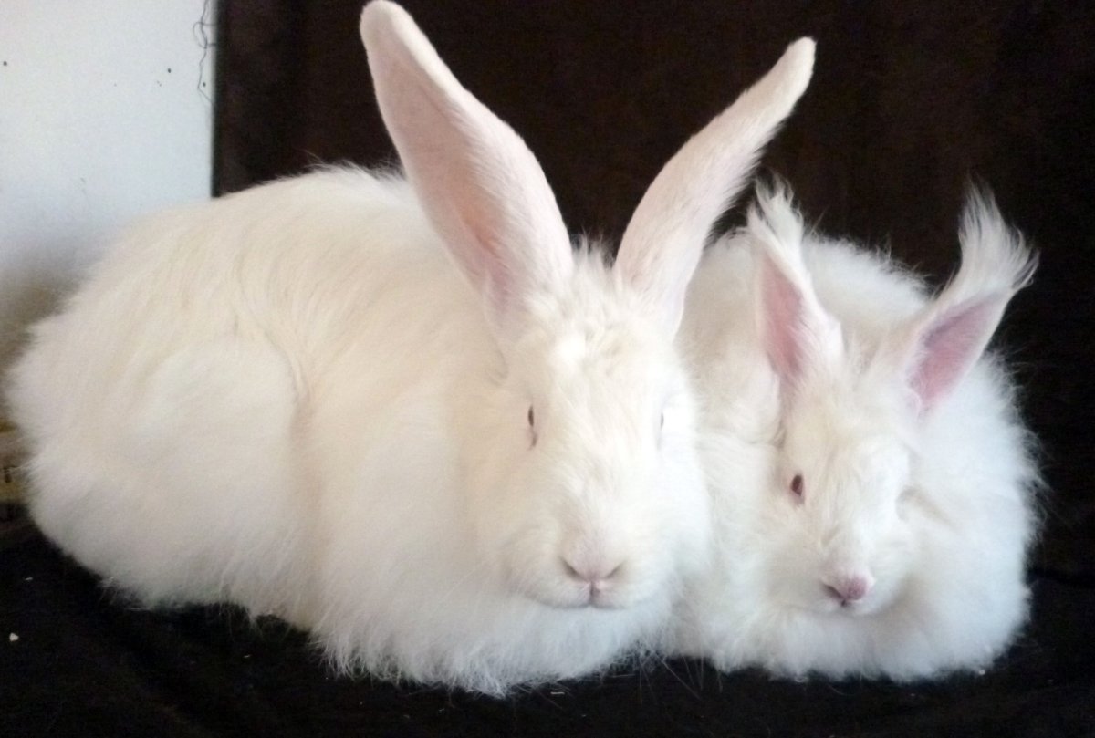 Кролик ангорской породы белые