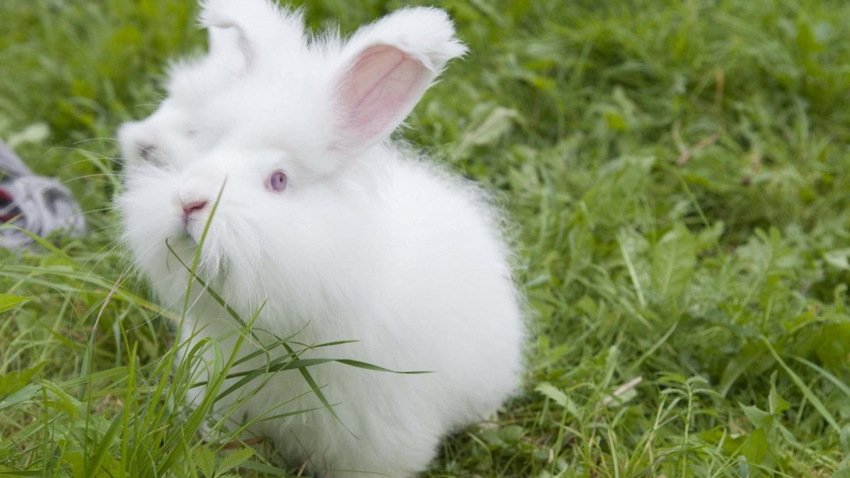 Белая пуховая кролик