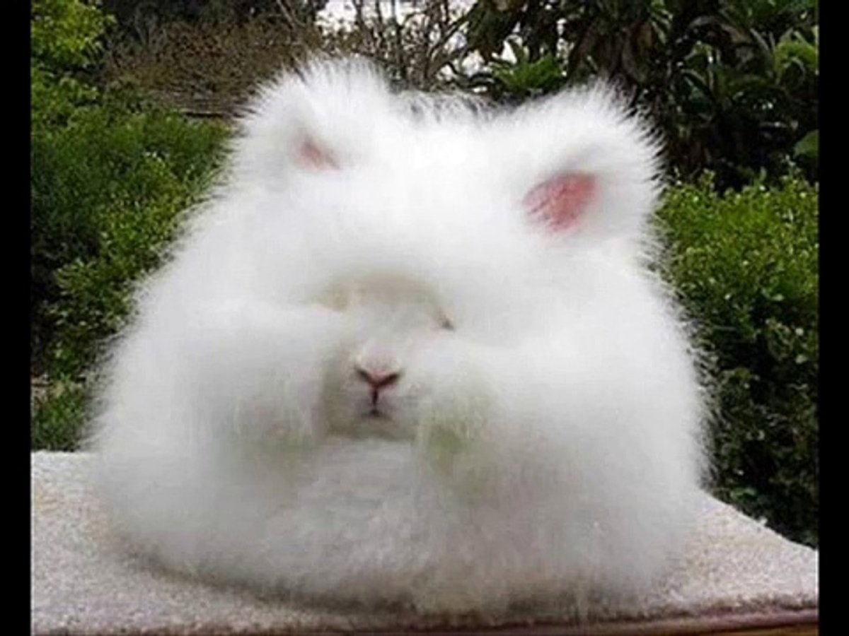 Английский ангорский кролик