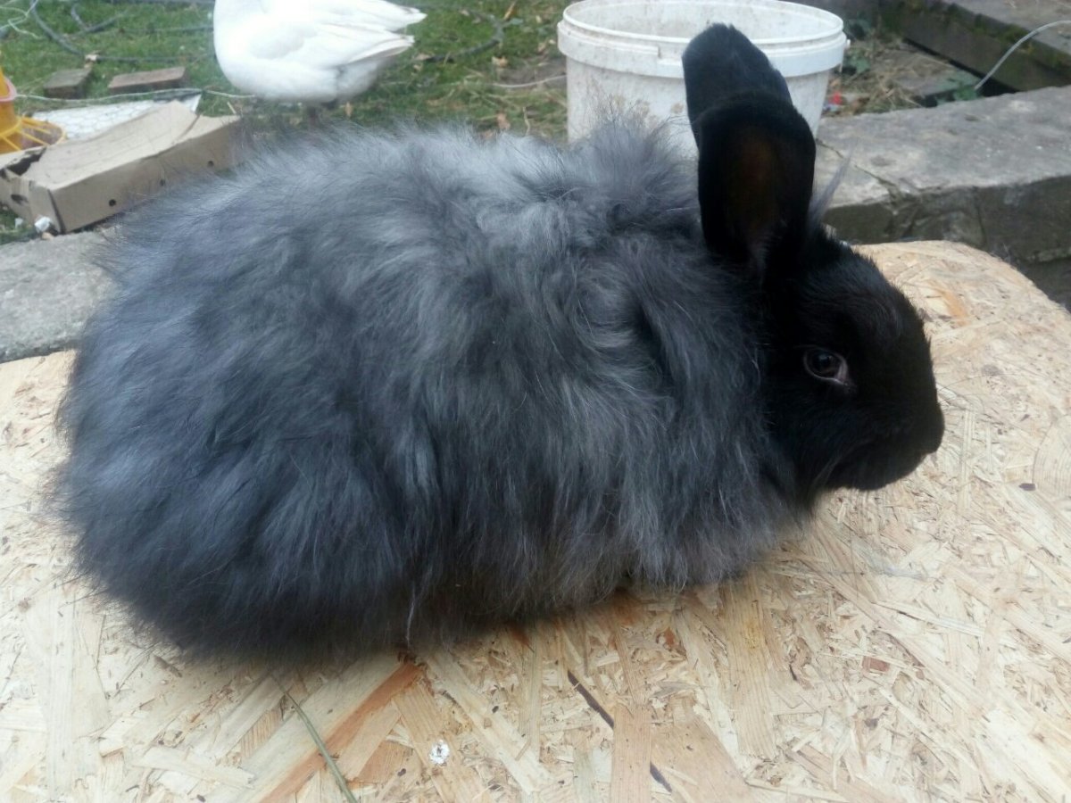 Песцовые пуховые кролики