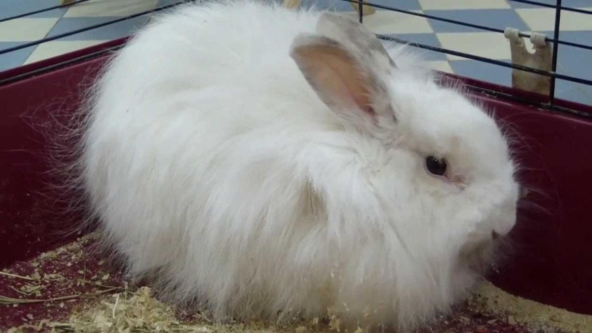 Белый ангорский кролик