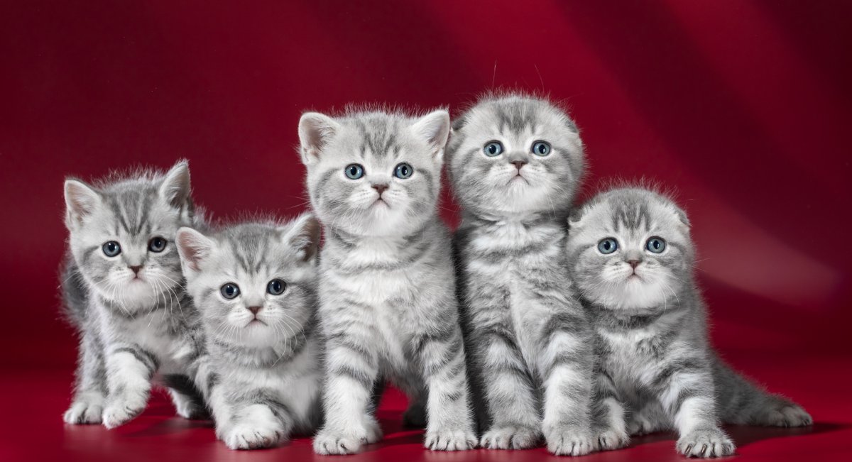 Шотландские вислоухие котята