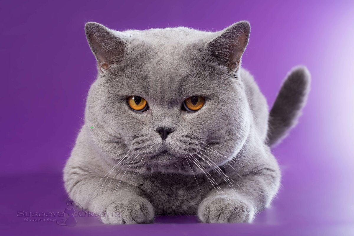 Скоттиш фолд британец прямоухий