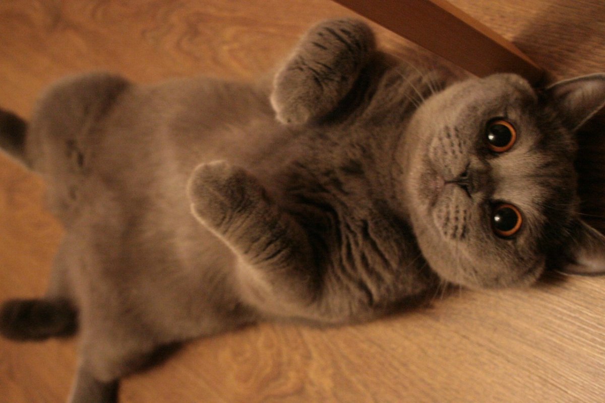 Смешные вислоухие коты