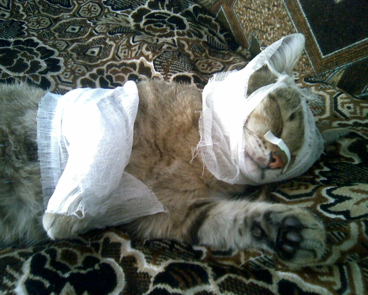 Хомяк ест морковку