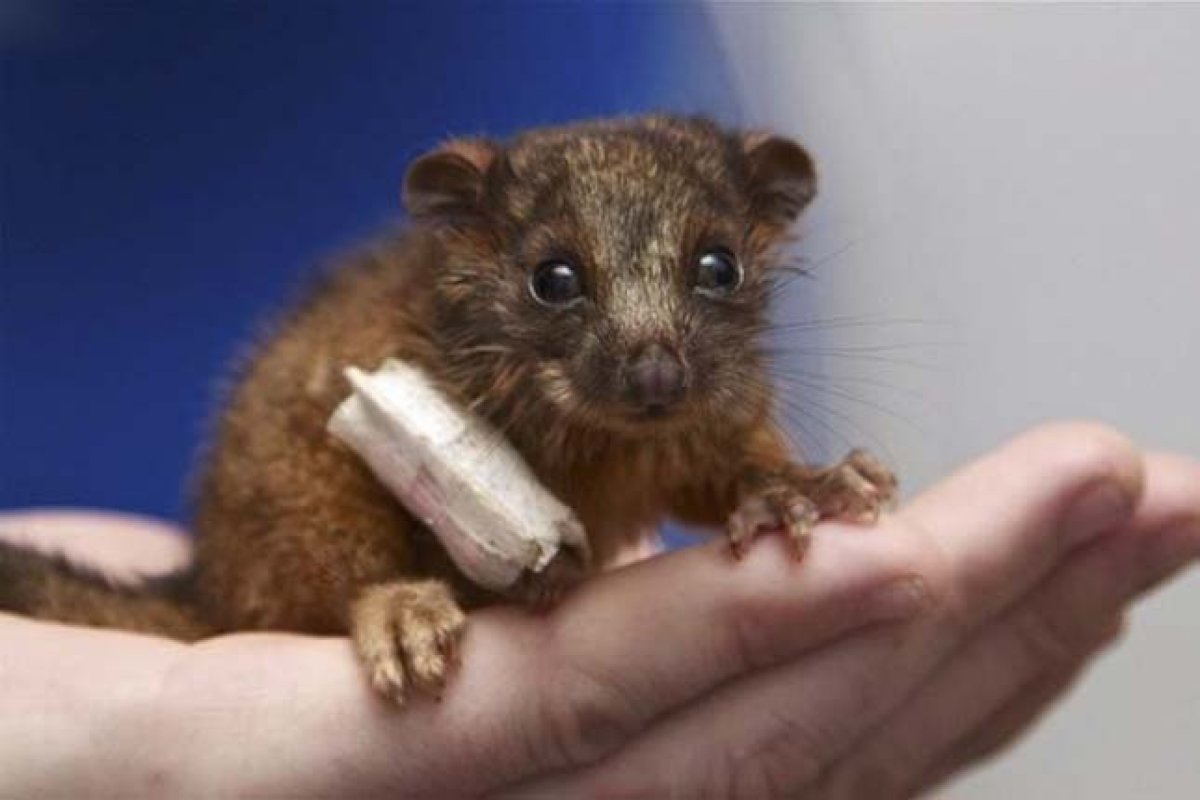 Кофта для морской свинки