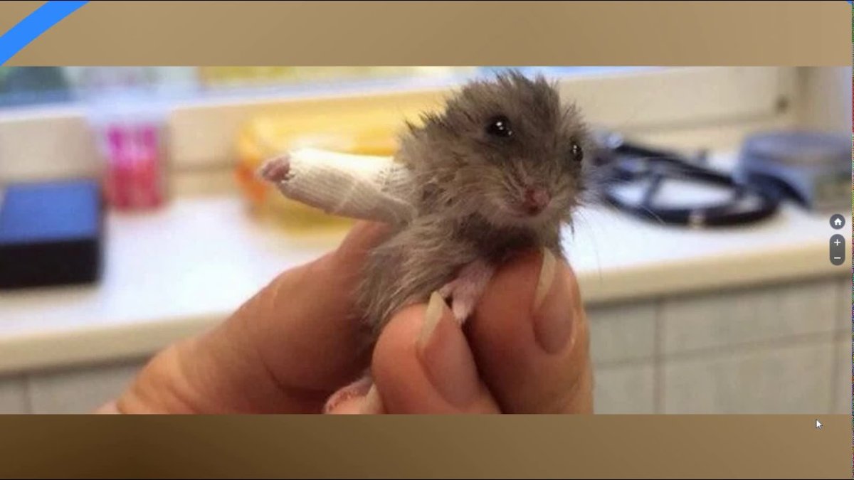 Хомяк акварелью