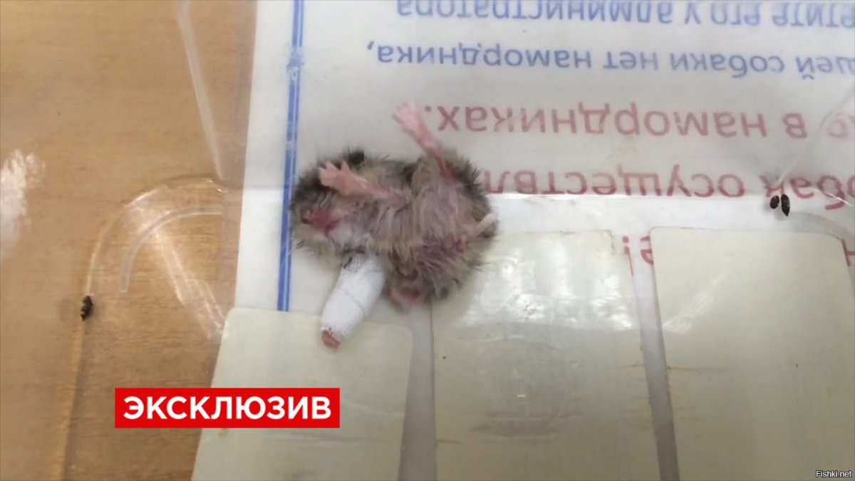 Хомячок в картонной коробке