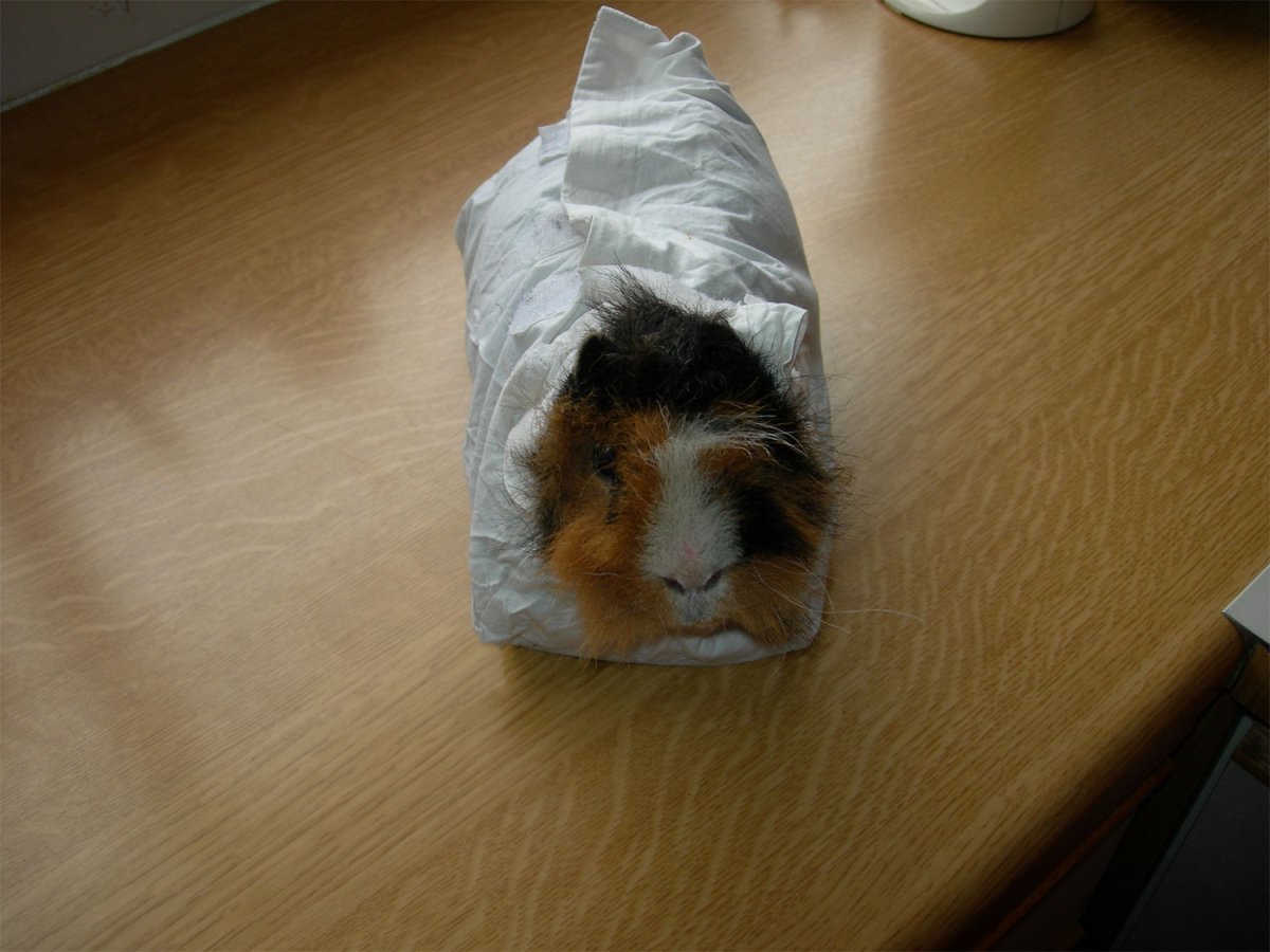 Няшный хомячок есть семечко