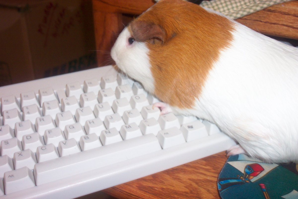 Смешные мышки