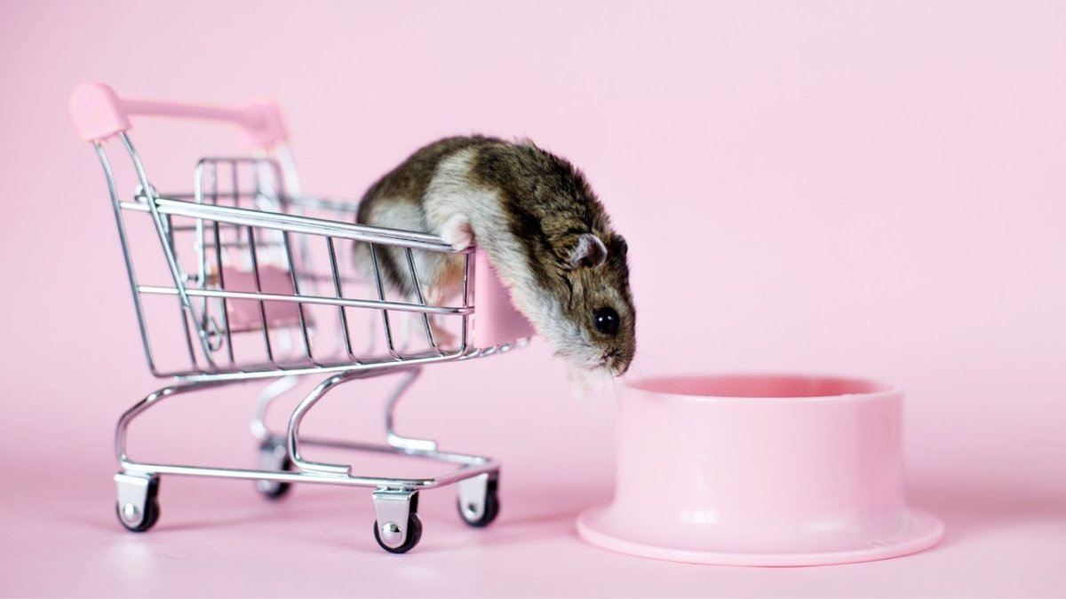 Хомяк сломался