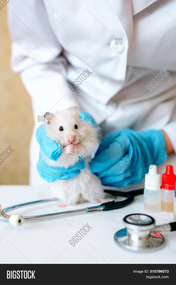 Ветеринар с хомяком