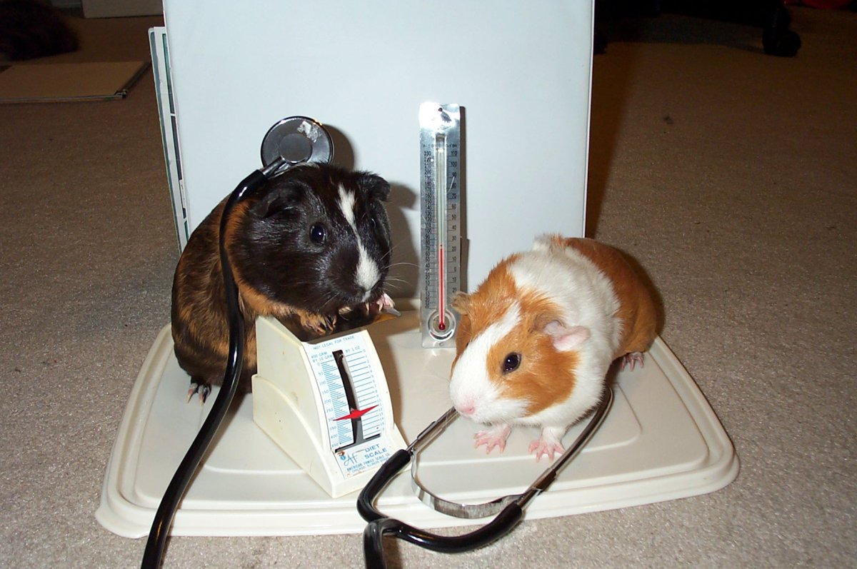 Хомяк джунгарик на поводке