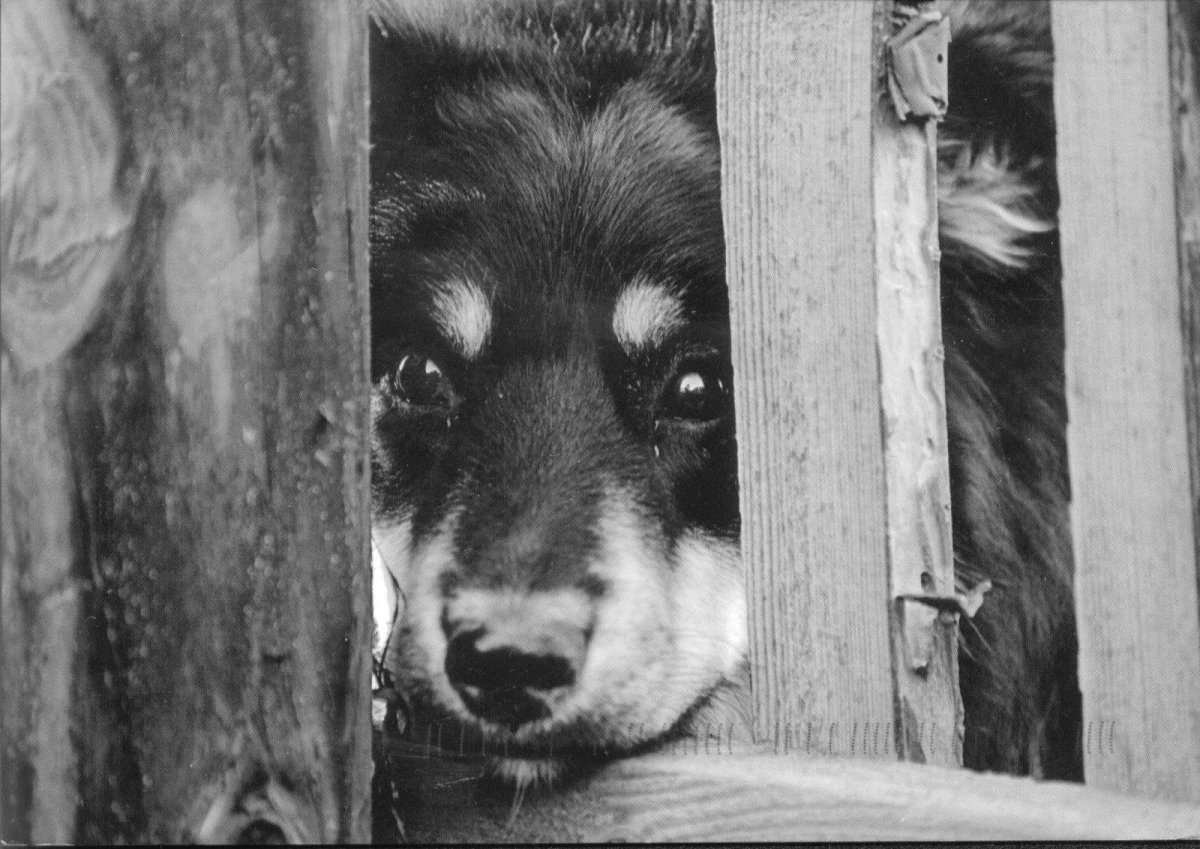 Бездомные животные плачут