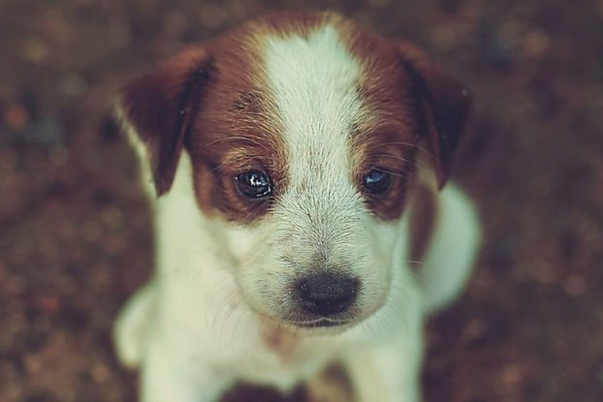 Собака плачет