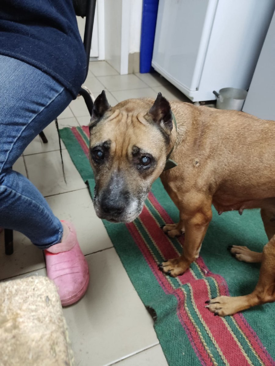 Собака плачет