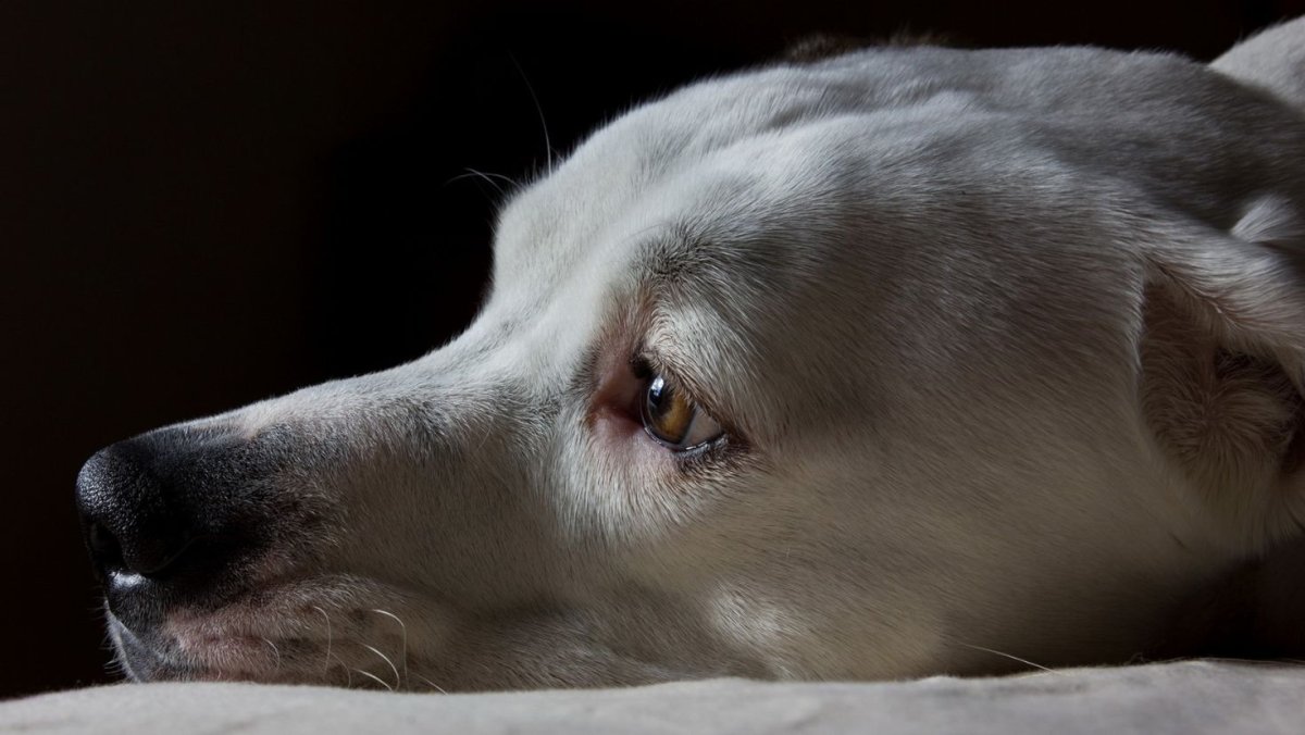 Плачущая собака