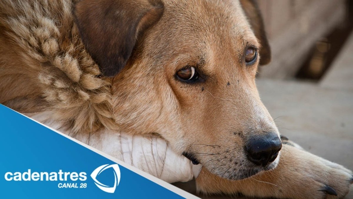 Собака плачет