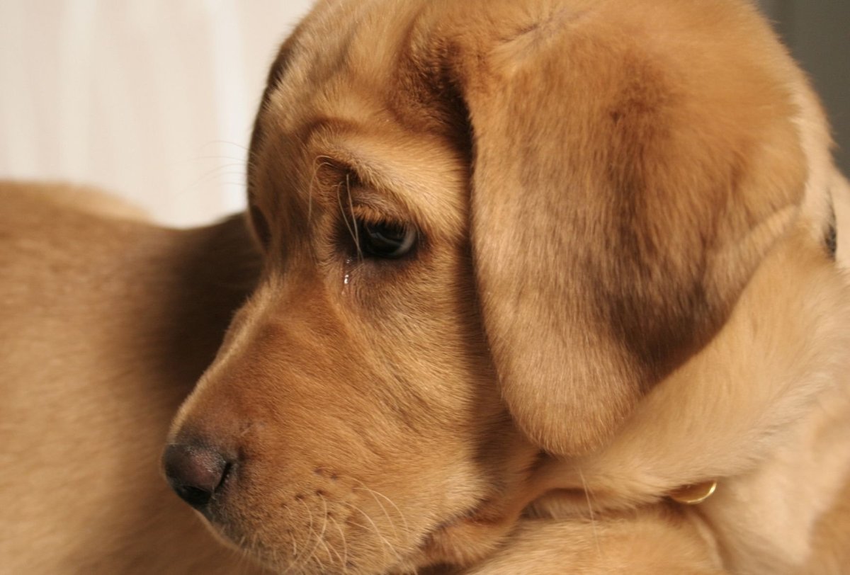 Собака плачет