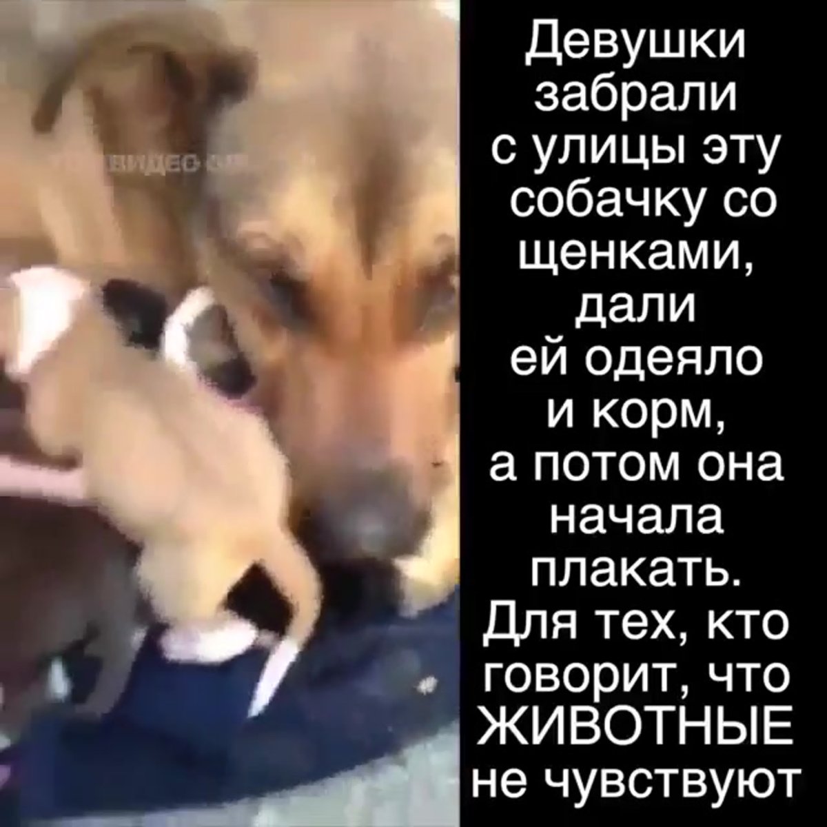 Плачут собаки и собаки жалеют