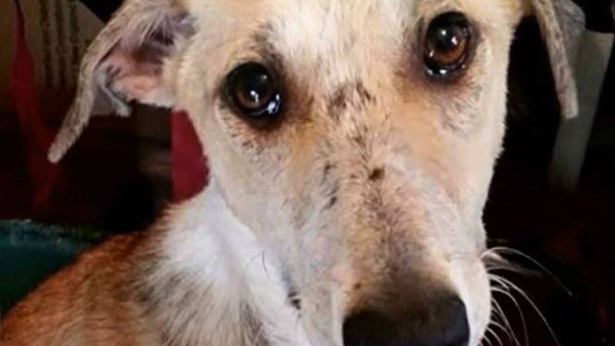 Бездомная собака плачет