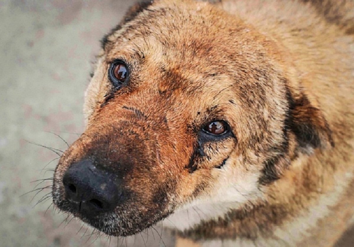 Глаза бездомной собаки
