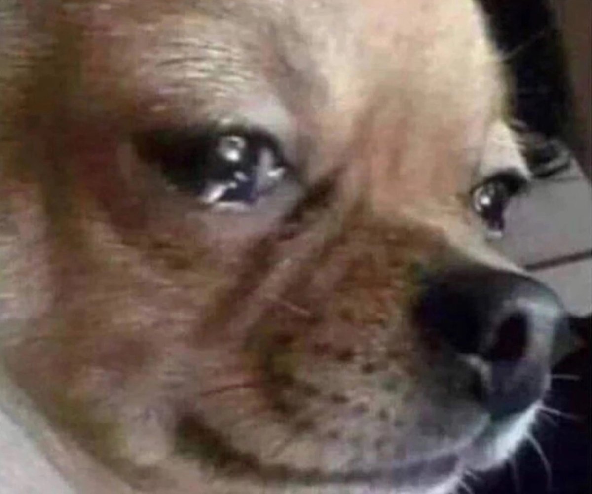 Чихуахуа плачет