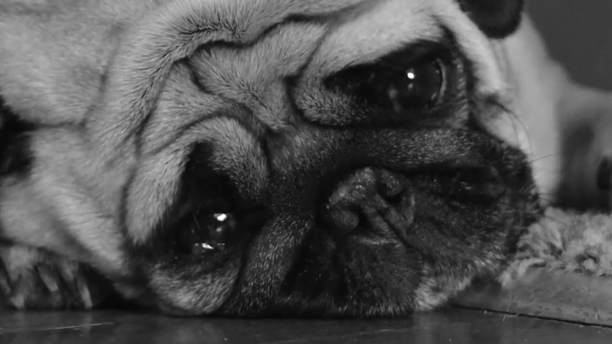 Самый грустный Мопс