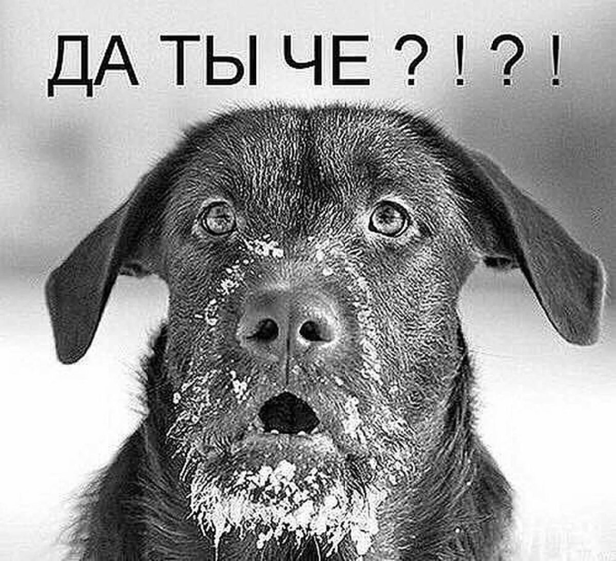 Да ты че собака
