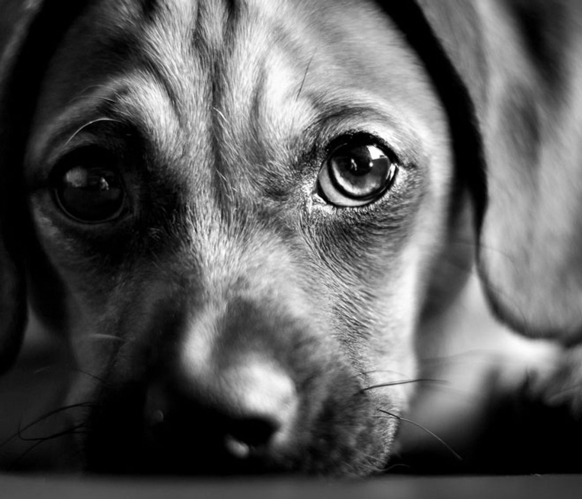 Собака с глазами человека