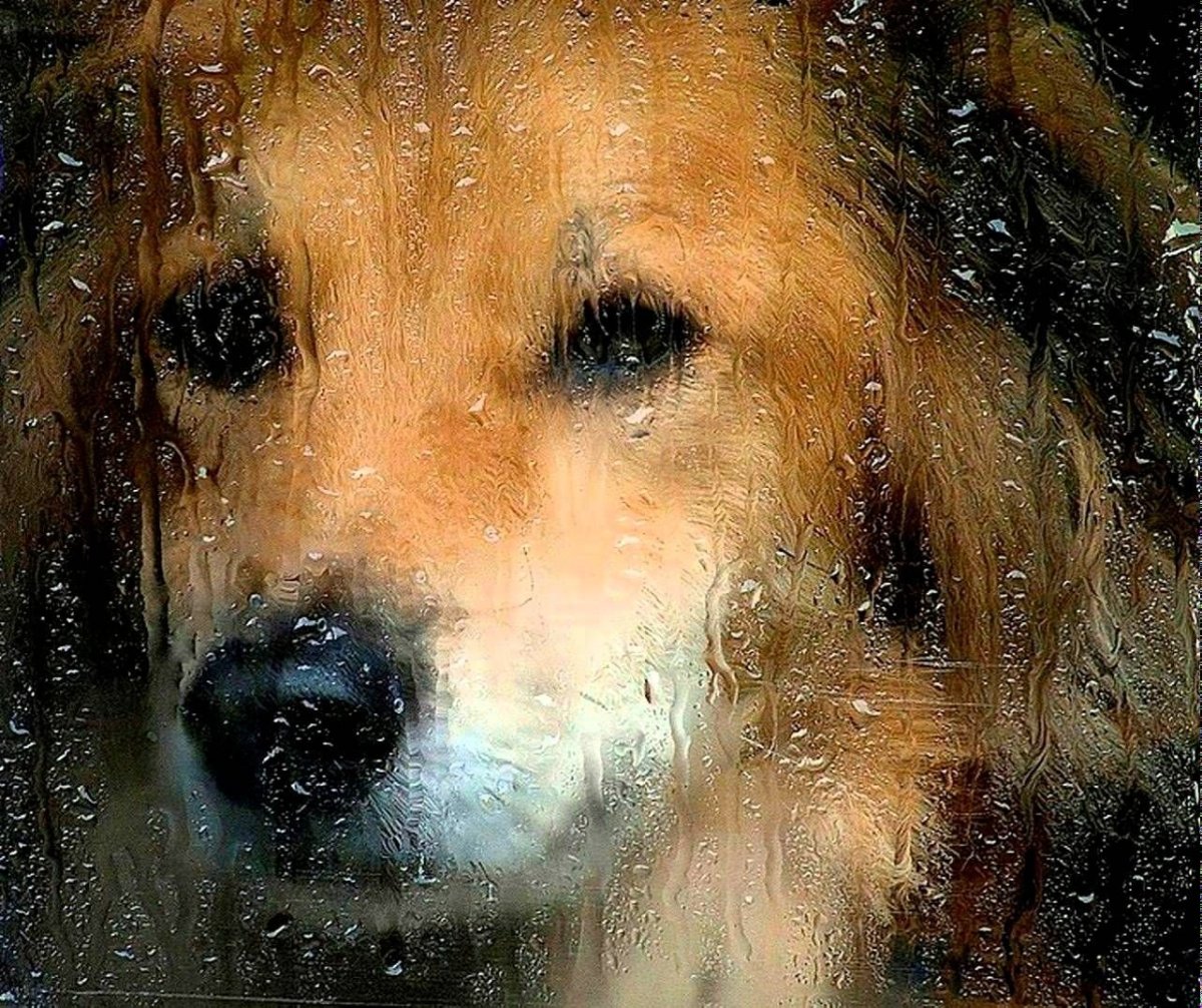 Собачьи слезы