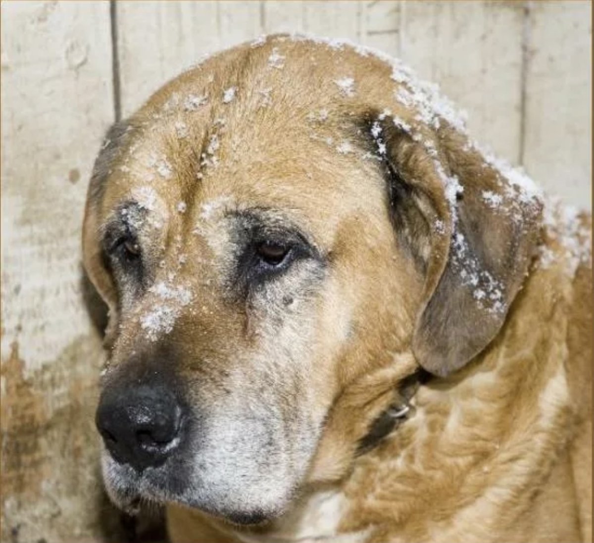 Собака плачет