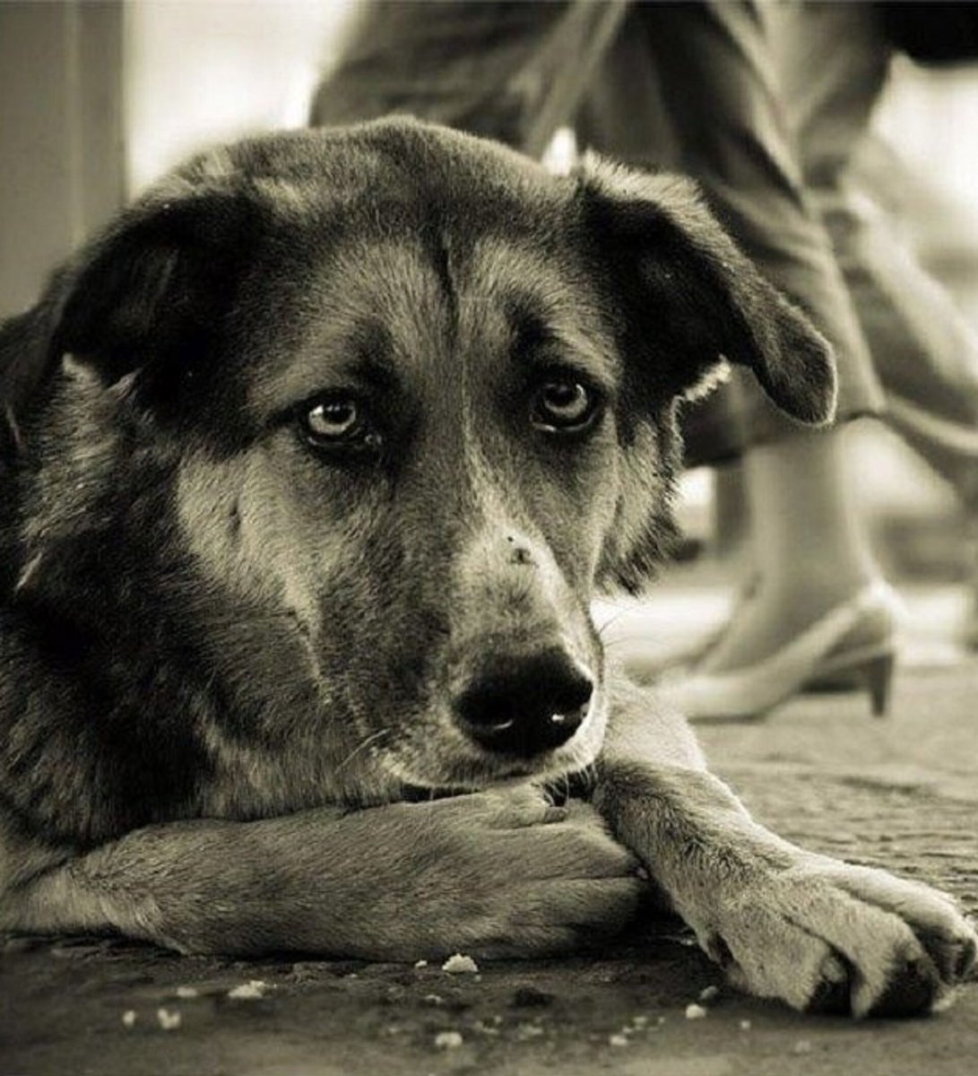 Бездомные собаки