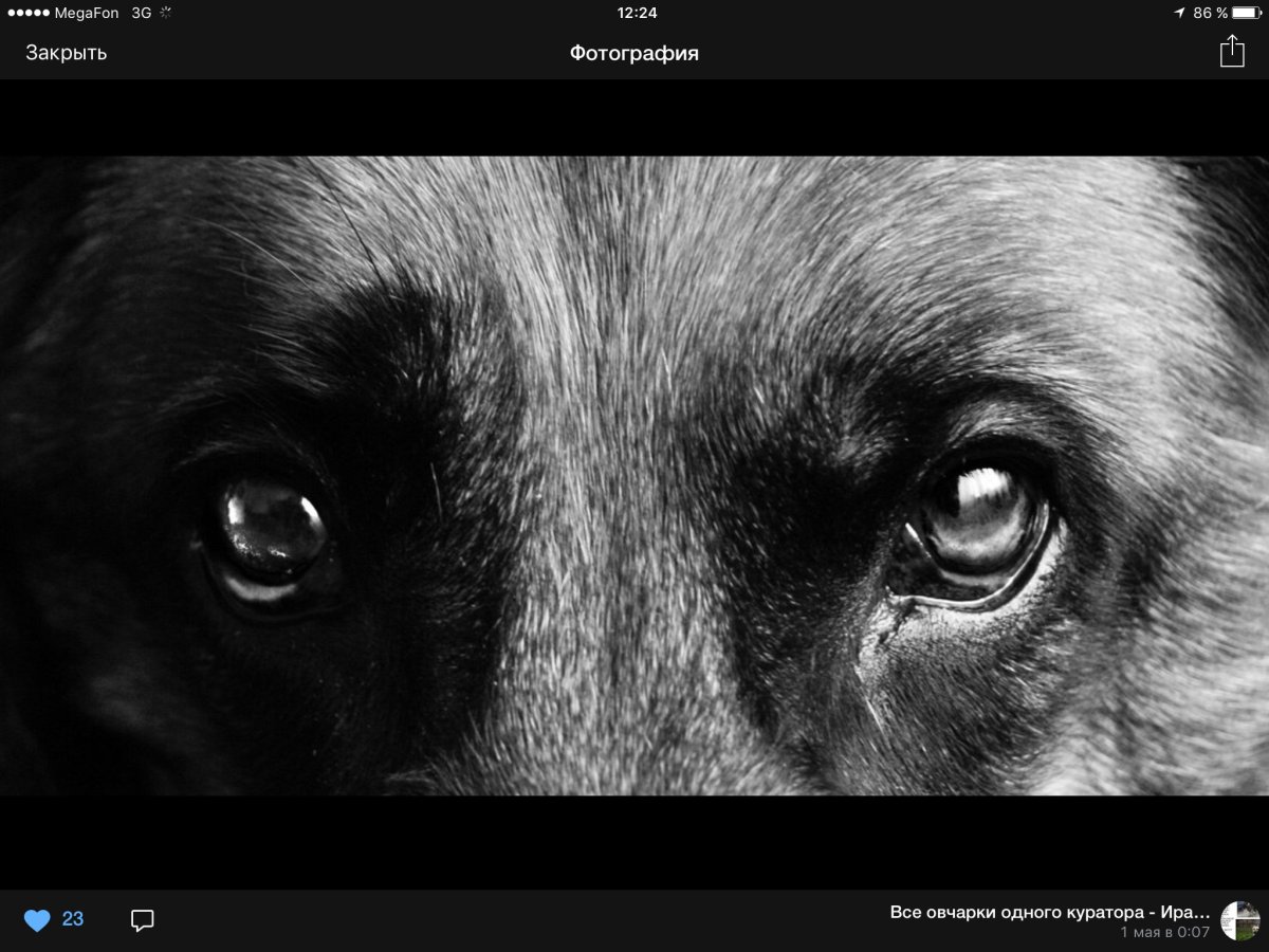 Бездомный щенок