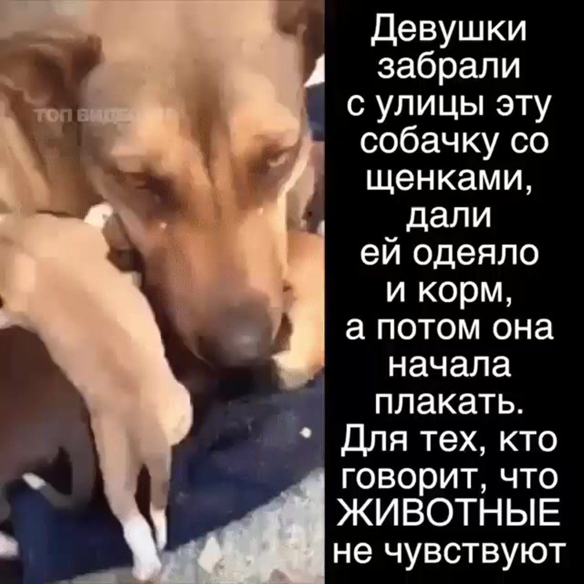У животных есть душа