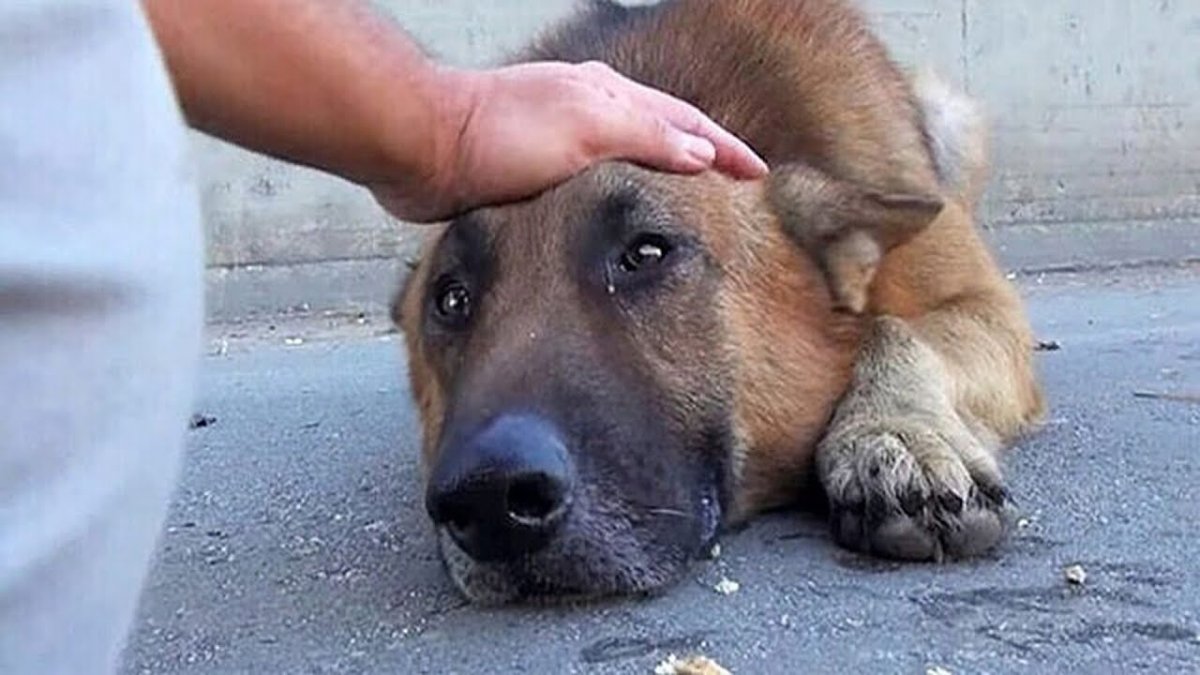 Щенок тоскует