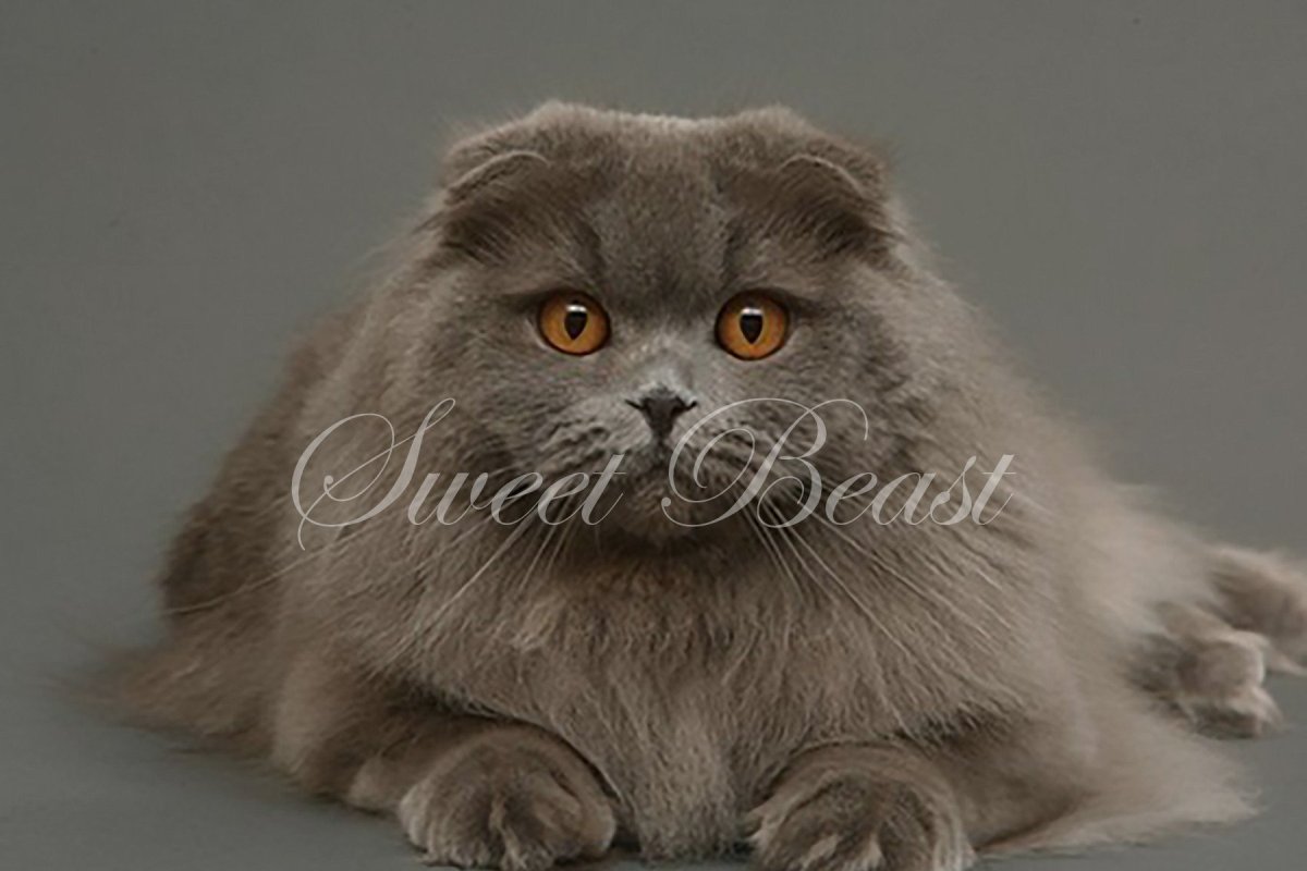 Хайленд-фолд Шотландская