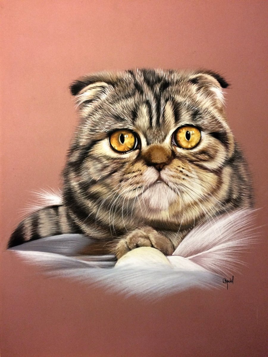 Кошки экзоты вислоухие