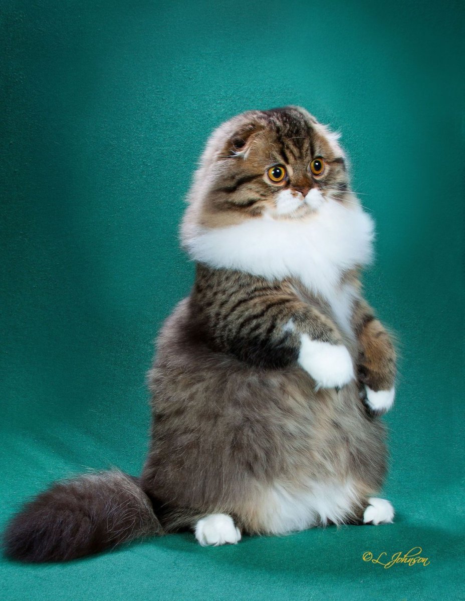 Манчкин кошка вислоухая