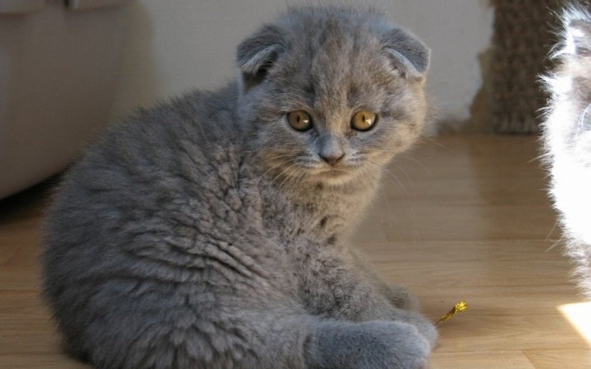 Скоттиш фолд грей