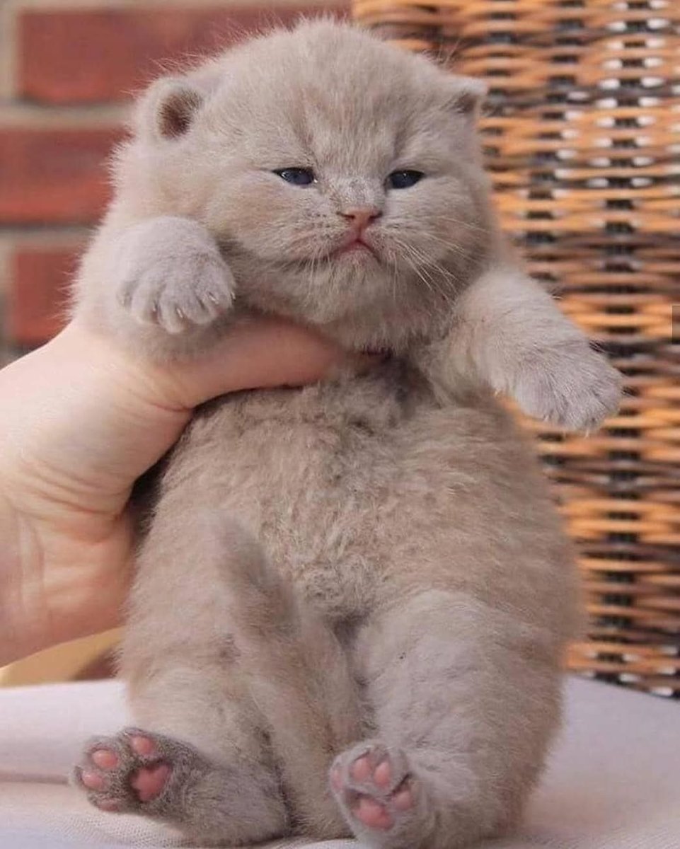 Милые Шотландские вислоухие кошки