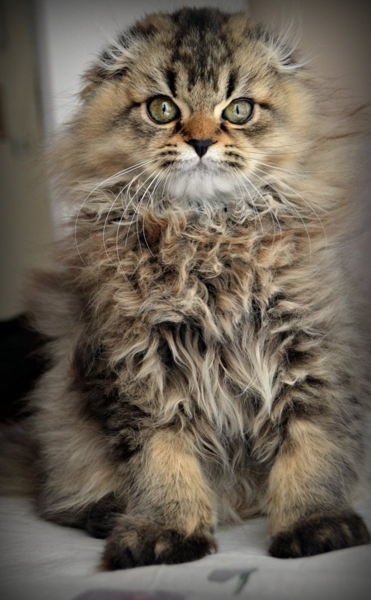 Шотландская вислоухая кошка длинношерстная