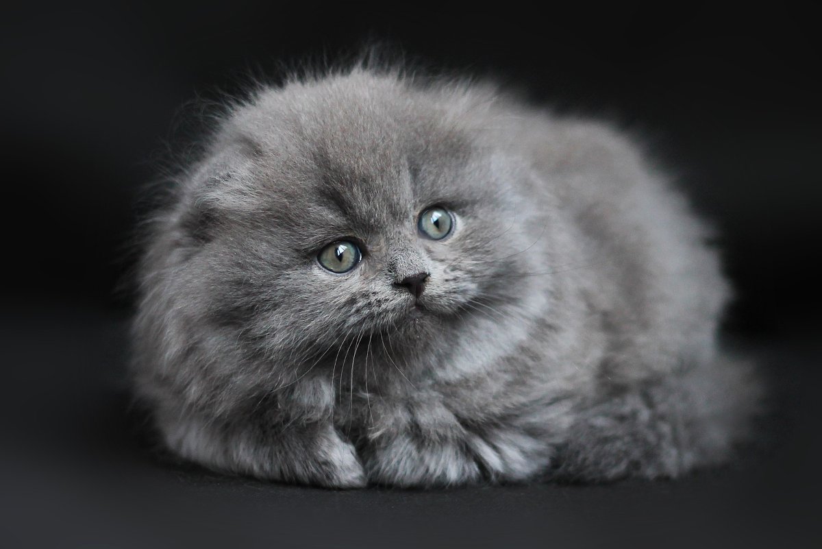 Скоттиш-фолд Шотландская вислоухая