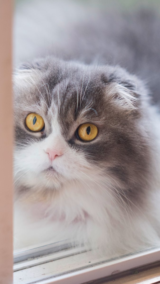 Шотландская вислоухая серая пушистая