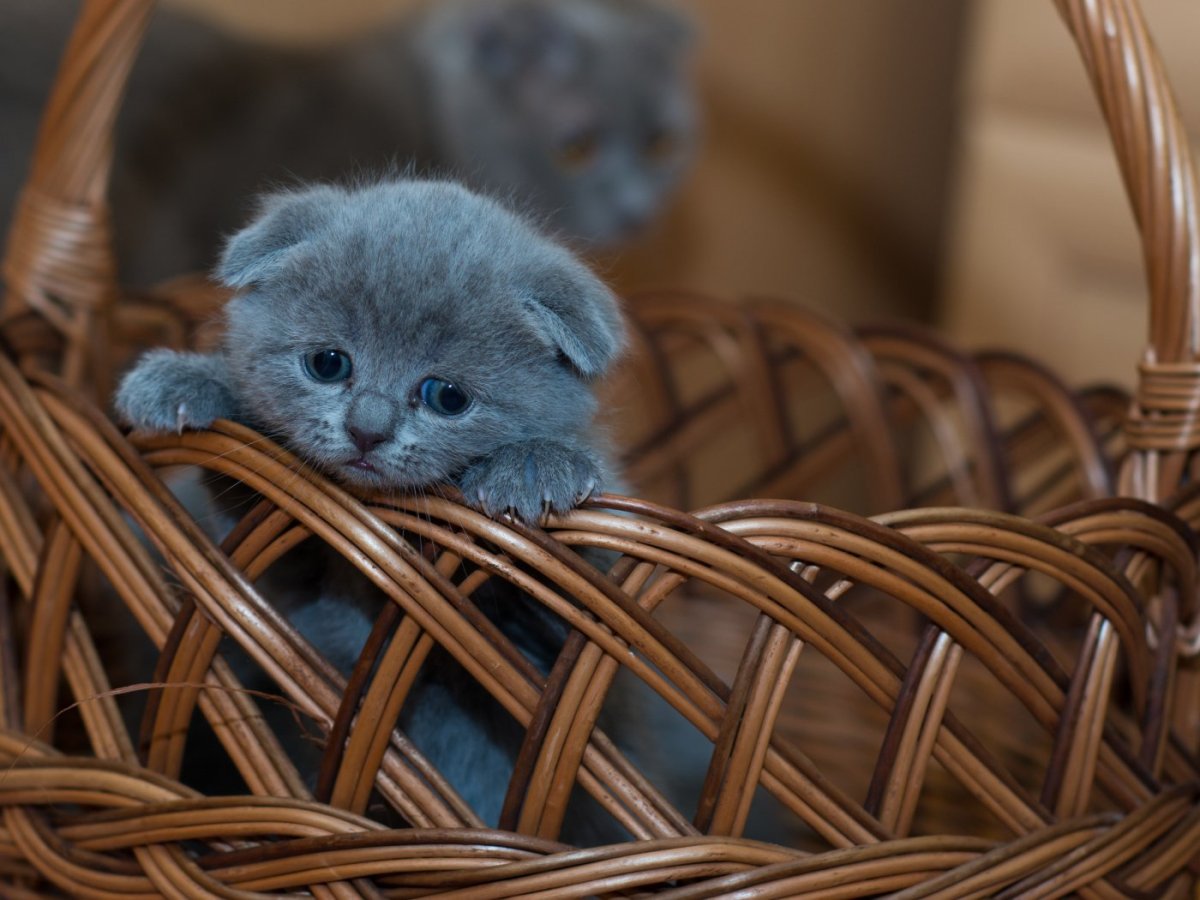 Британский вислоухий кот