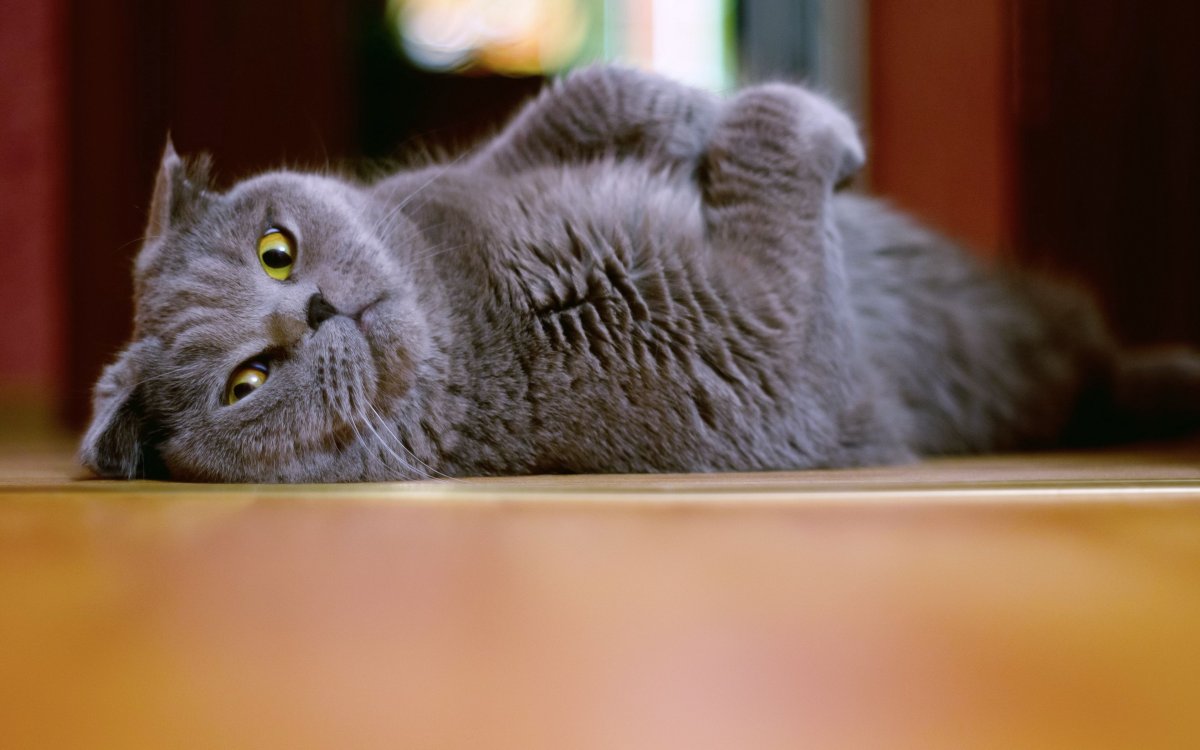 Ленивый британский кот